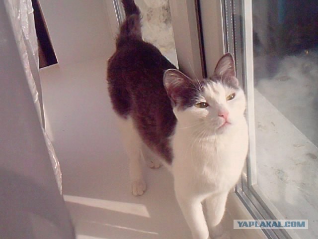 Котовторник (28.02.2012)