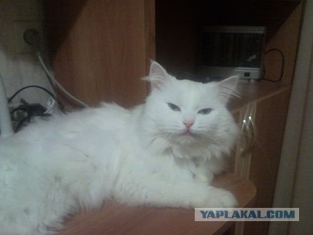 Котовторник 24.04.2012