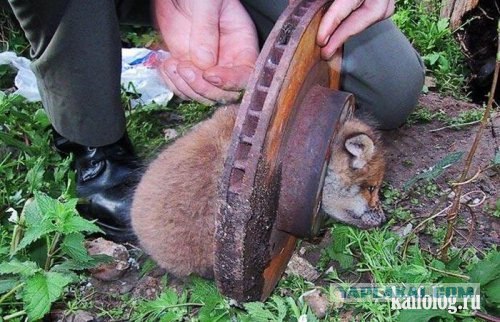 Котенок, колесо и второе рождение
