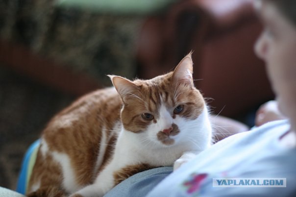 16 лучших котов сезона
