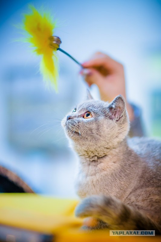 Новогодний Котовторник 01.01.2013