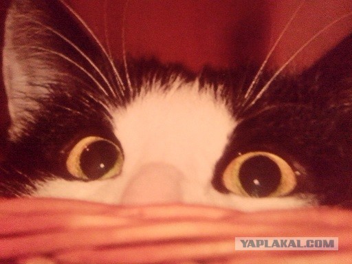 Почему хороших девочек не зовут замуж?