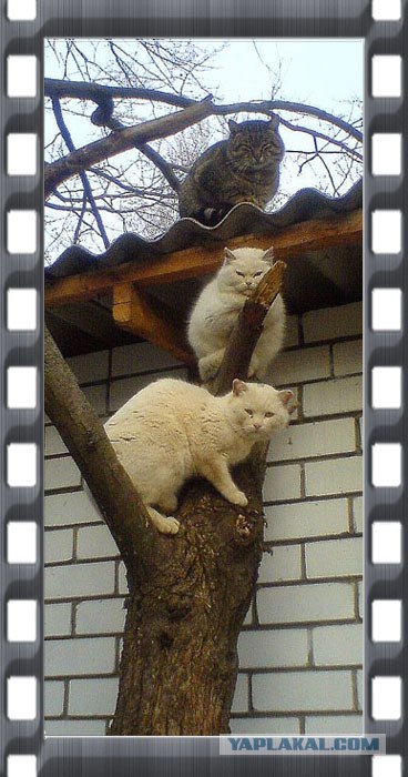 Фотожаба: Троица!