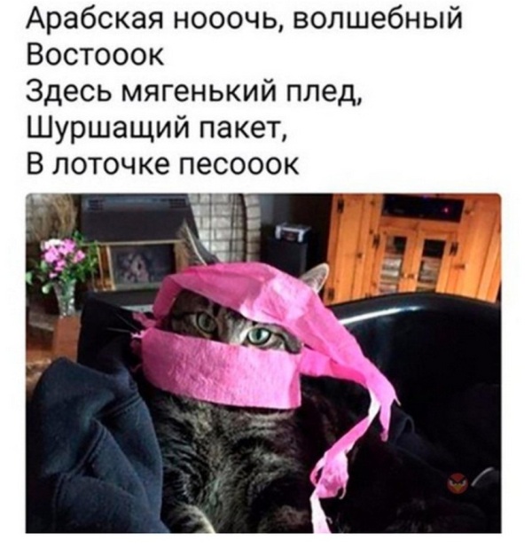Смешные коты 25.08.20