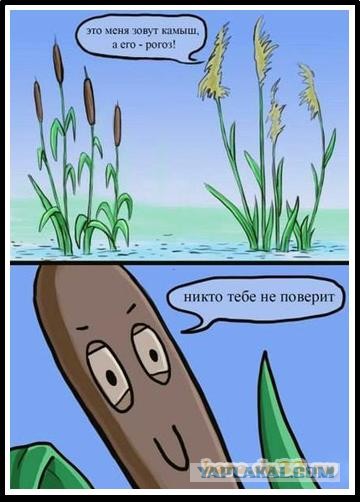 Не путайтесь, ребята