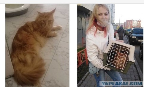 Жизнь домашнего приюта "Котоленд" 304