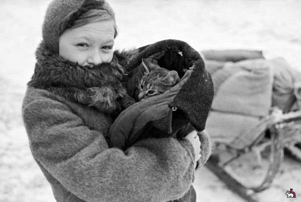 Война и Котики
