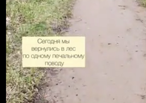 Просто кот, который любит лесные прогулки