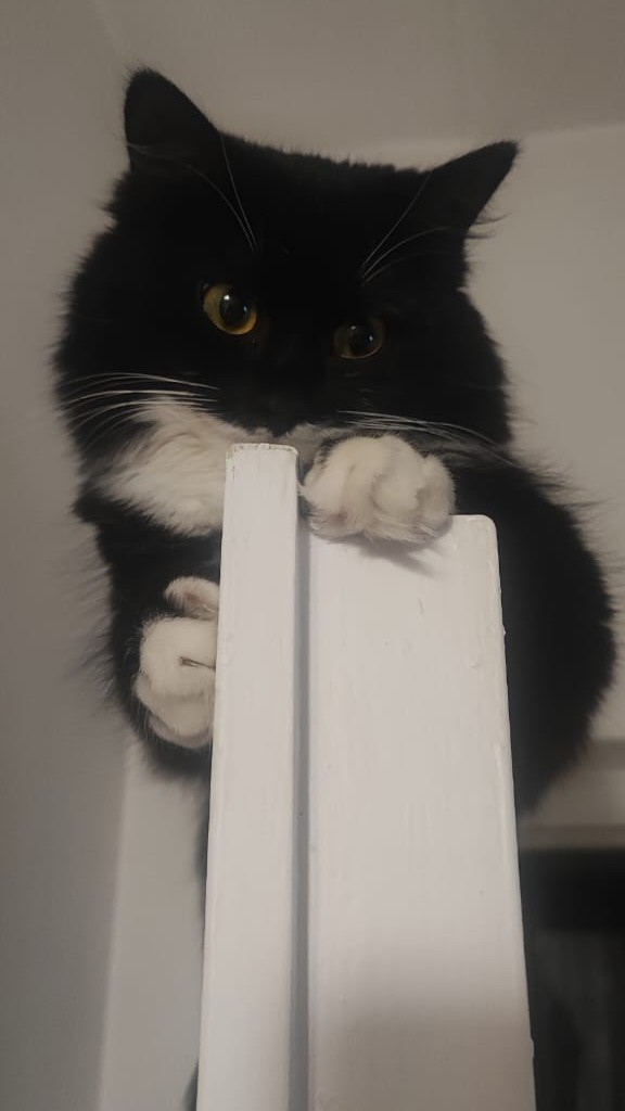Котовторник ведь начался!