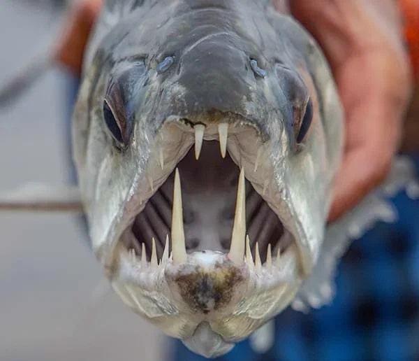 Скумбриевидный гидролик: Опасная Амазонка. Саблезубая рыба, которая охотится на пираний
