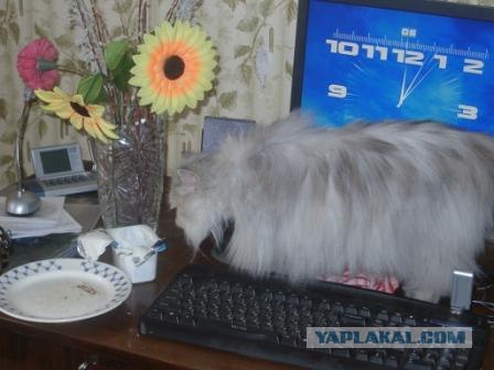 А какой вид имеет ВАШ рабочий стол?