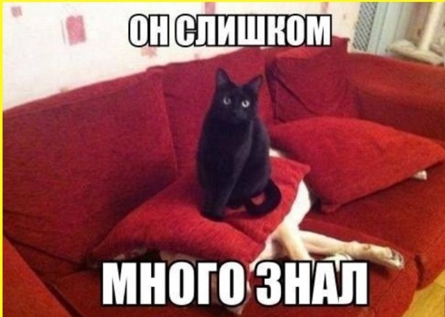 К котовторнику: подборка картинок-баянов с котиками и про котиков. Выпуск 12