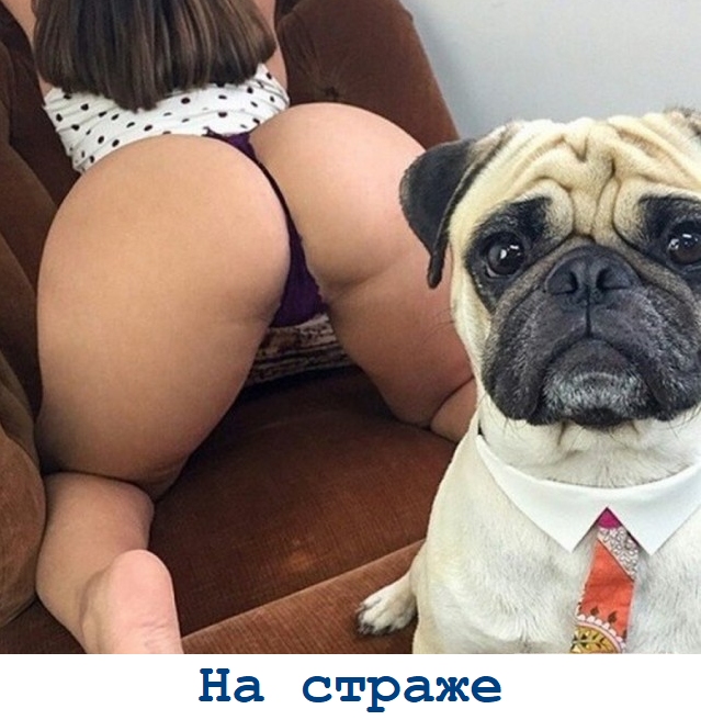 Забавные и не очень скромные картинки - 7