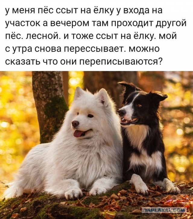 Так себе картинки 26.09.25