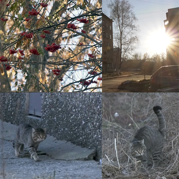 Кот на кухне
