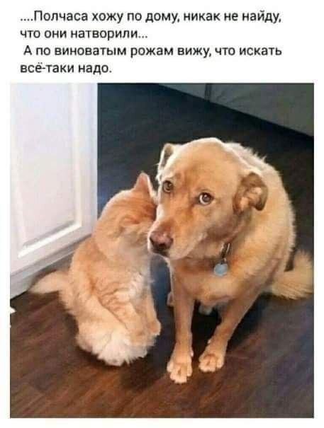 Хорошо, когда есть собака