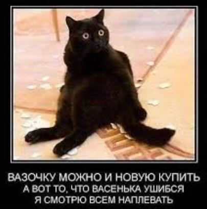 К котовторнику: подборка картинок-баянов с котиками и про котиков. Выпуск 28.