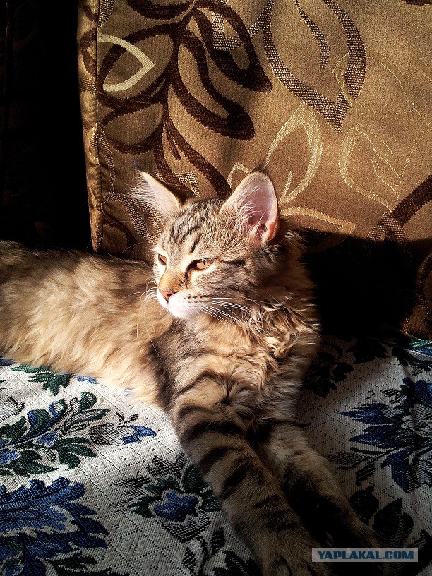 Котики правят миром