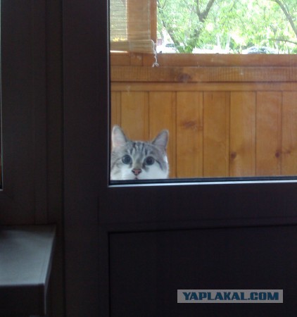 Котовторник 27.5.2014