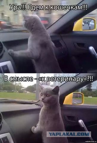 Жена взяла кошку на дачу