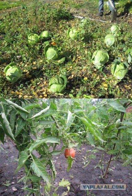 Покупай Российское — это легко!