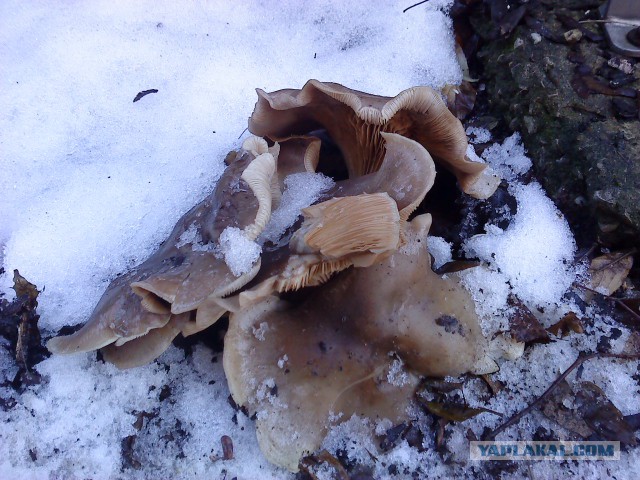 Вспомним лето! Вылазка за грибами.