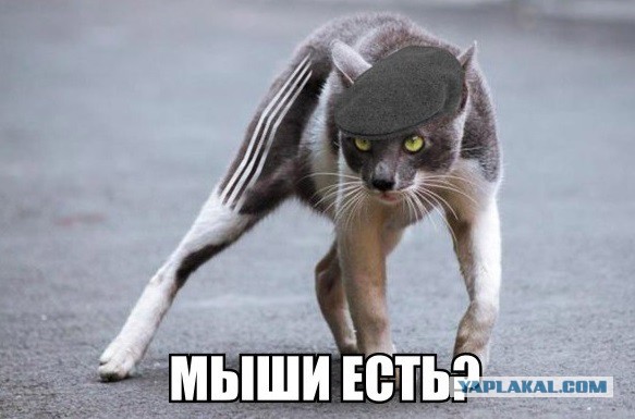 День кошек в России