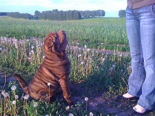 Собакочетверг.