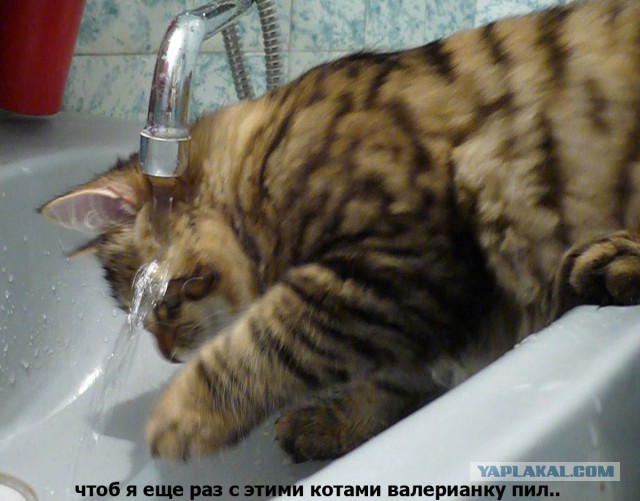 Котовторник