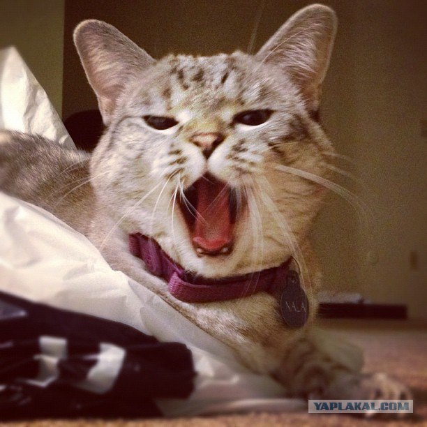 Когда вы минусуете уже заминусованного