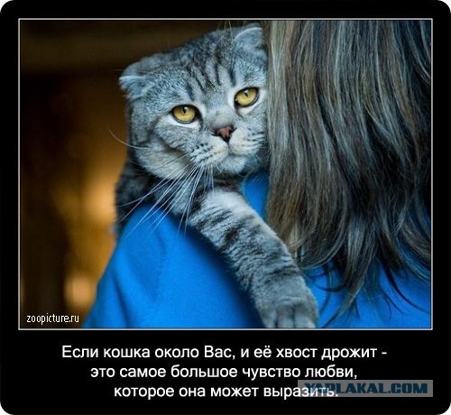 Интересные факты о кошках