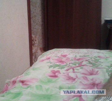 Котовторник 03.11.2015