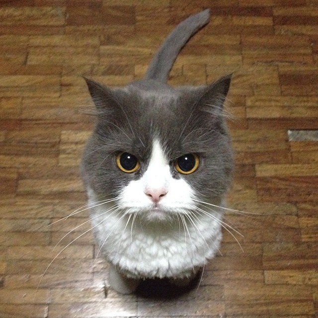 Не все котики одинаково фотогеничны