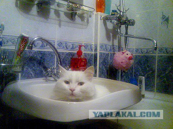 Захожу с утра в ванную...