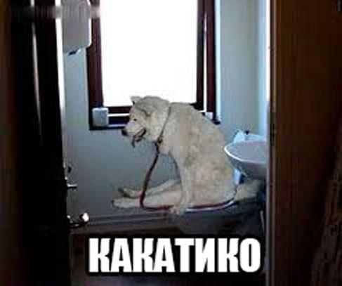 Картинки  из сети