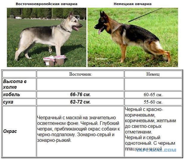 Наши породы собак в Европе