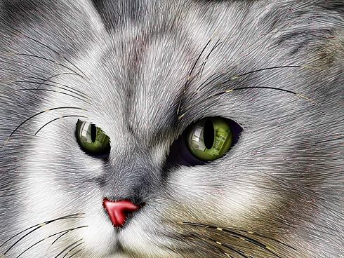 Коты, кошки, котята
