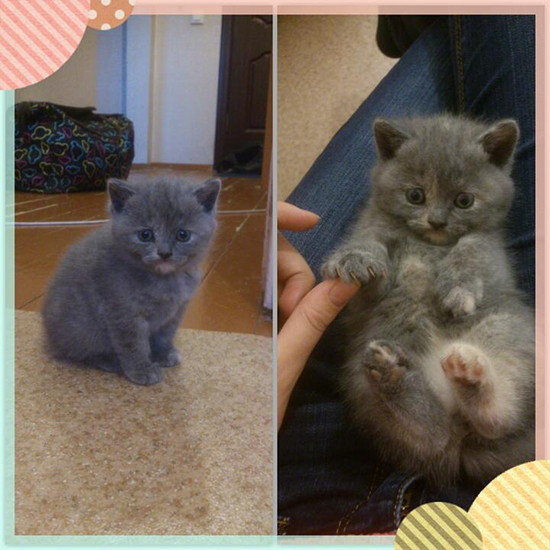Котовторник  01.03.2016