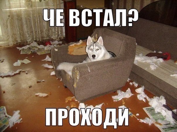 Мохнатые беспредельщики
