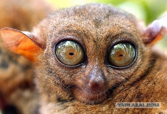 Песков назвал вопрос о курсе рубля некритичным для россиян