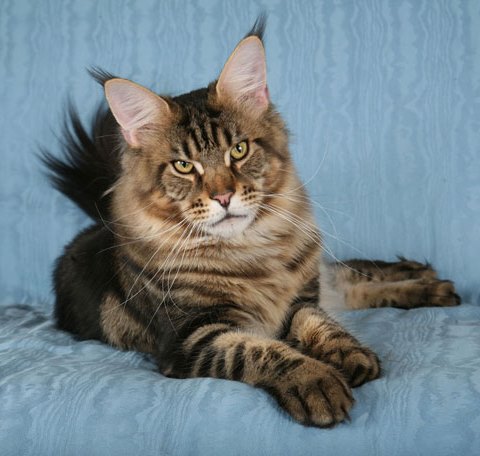 Они питаются нашим страхом