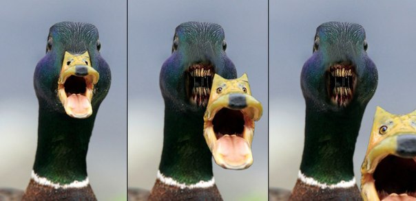 Абсурдный юмор