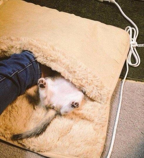 Прикольные животные