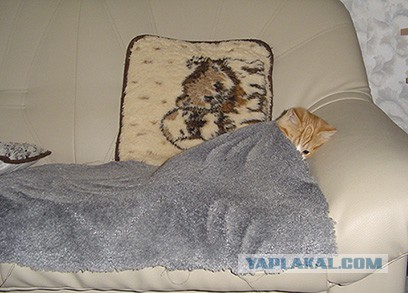 Выглядывающие коты