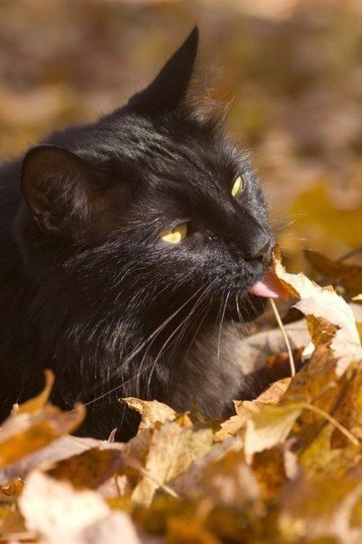 Коты из сети