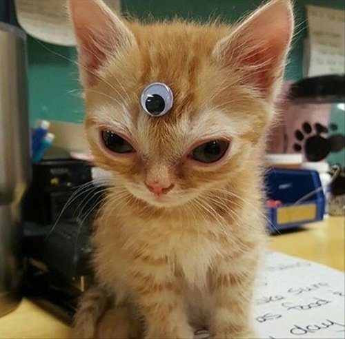 Котейки пост