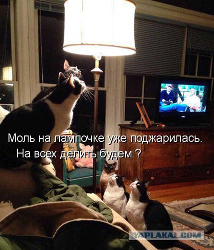 Картинки из ваших интернетов