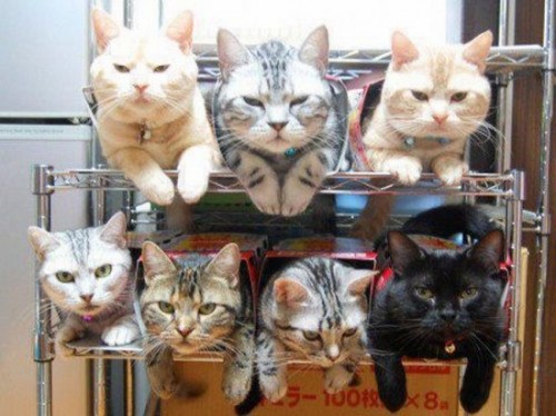 Коты из сети