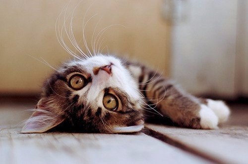 Коты из сети