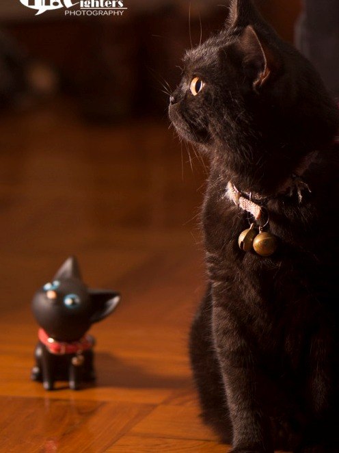 Коты из сети